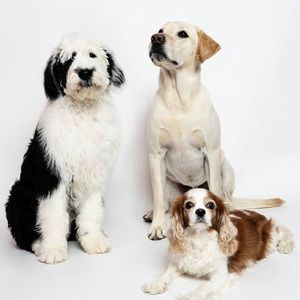 Meet your Posher, Annabell